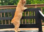 American Bobtail for adoption Profile