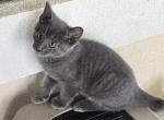 GRAY MANX GIRL Profile