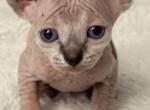 Rubys kittys Profile