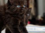 Nightclouds Litter Profile