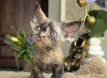 Blue Tortie Devon Rex Profile