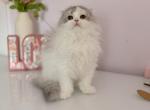 Scottish fold longhair blue bicolor girl Profile