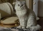 Romeo Profile