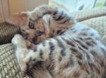 TICA Female Silver Bengal Profile
