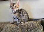 TICA registered Bengal male Profile