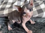 Star sphynx Profile