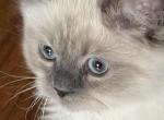 Persian Himalayan Male Kitten Available Profile