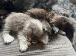 June Litter Profile