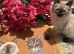 Luna and Kojai Bears babies Profile