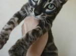 Loki Bengal Kitten Profile