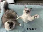 Shadow Profile