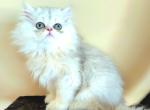 Taz Profile