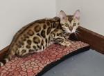 Bengal Profile