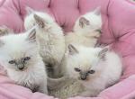 Gorgeous new litter of lilac minks Profile