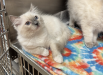 Lilac Blue Ragdoll Profile