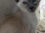 Oriental Siamese Lilac Point Profile