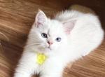 Flkitten1 3 white Profile