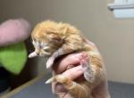 Doll Face Persian Kittens Profile