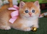 Golden British Shorthair Boy Teddy Bear Face Profile