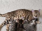 Update 1 Male and 1 Female Available Profile