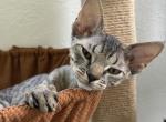 Devon rex tabby male and female Profile