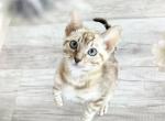 Blue Eyed Snow Bengal Female Profile
