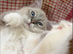 Hyperion Ragdolls Daisy Profile