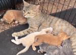 5 Kitties Available for Sale Profile