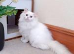 British longhair 001 Profile