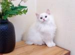 British longhair 001 Profile