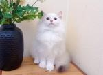 British longhair 001 Profile