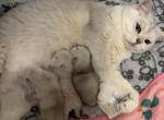 Son I kittens Profile
