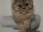 Chocolate super short munchkin Profile