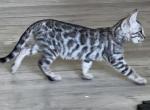 Silver male Profile