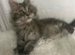 Maine Coon Female Profile