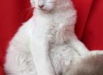 SnowBall Male V face Radgoll Profile