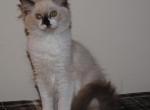 Sabrina Cheribum Ragdoll Profile