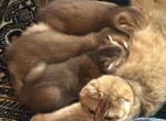 Purebred Scottish Fold Male Kittens Profile