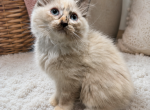 Seal Mink Mitted Tortie Female Profile