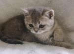 Luxury Kitty Love Profile