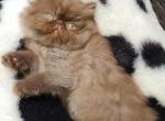 Short and Longhaired Champion Exotic kittens Profile