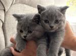 British shorthair kittens Profile