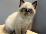 Seal Tortie points Exotic shorthair female Profile