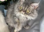 SP15 Dahlia  Blue Dilute Tortie Cream Female Profile
