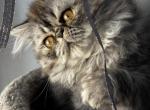 P17 Stella Blue Tortie Cream Smoke Female Profile