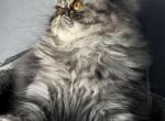 SP18 Sapphire Blue Cream Smoke Tortie Profile