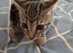 7 kittens Profile