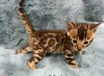 Bengal Lovers Profile