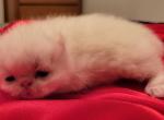 Exotic Shorthair Profile