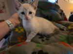 Savannah Kittens Profile